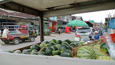 Buah semangka tak begitu laku saat musim penghujan.