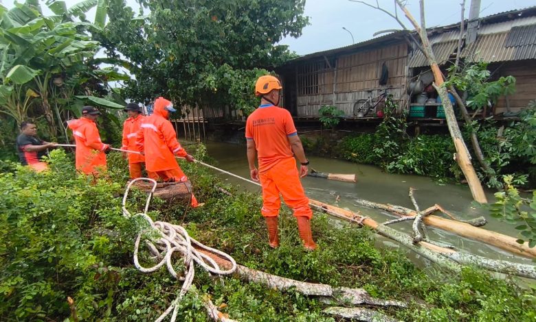 Personil BPBD Pacitan saat melakukan evakuasi pohon tumbang di JLS.