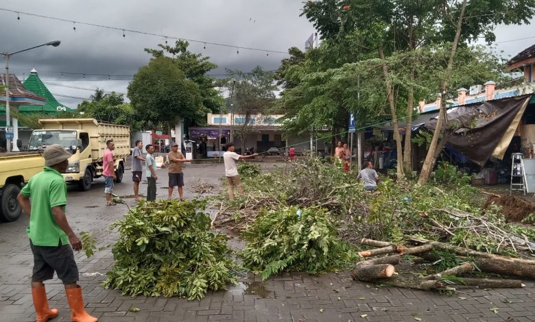 DLH Pacitan, sat, set, wat, wet, evakuasi pohon tumbang.