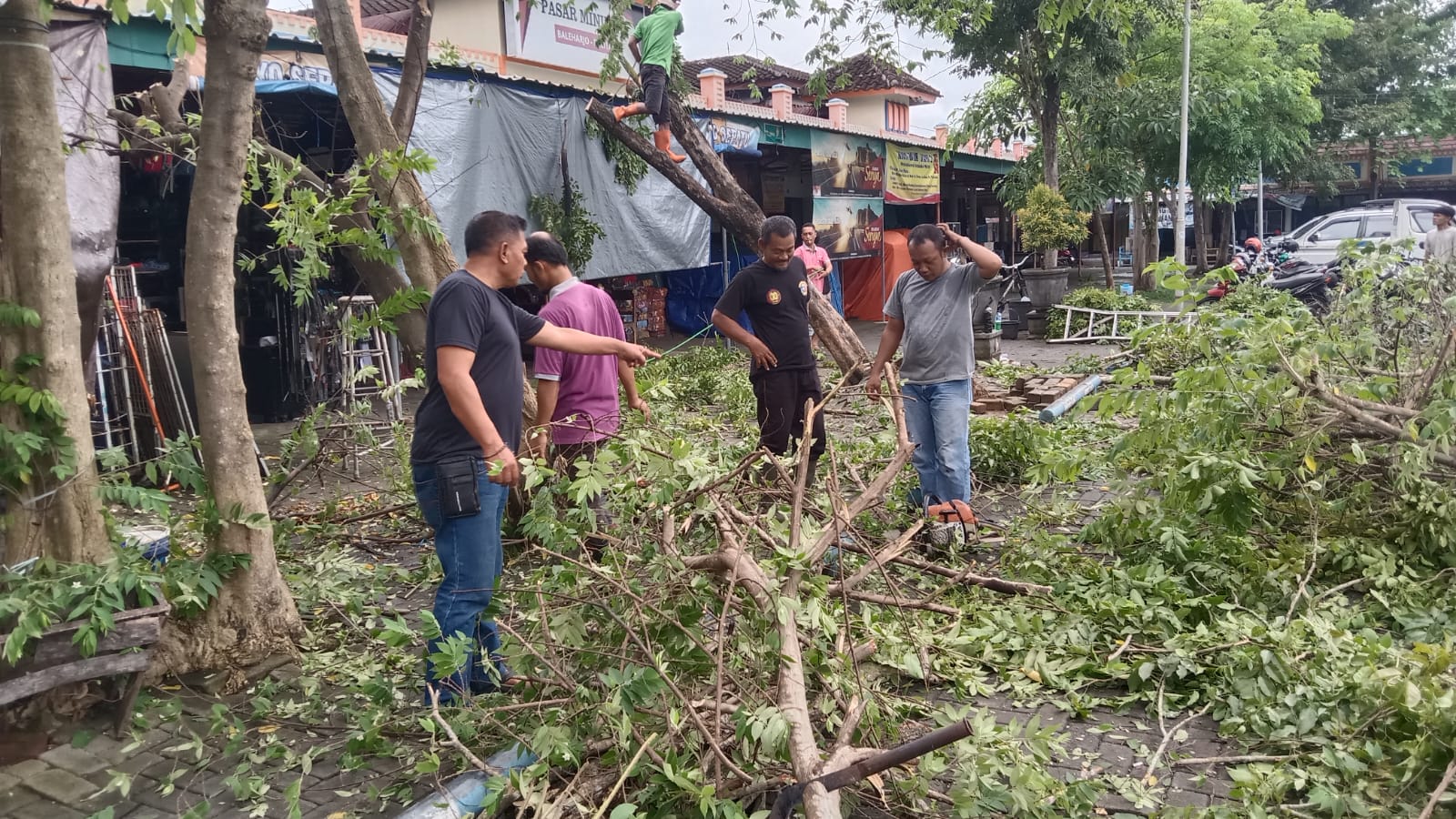 Proses evakuasi pohon tumbang oleh DLH Pacitan. 
