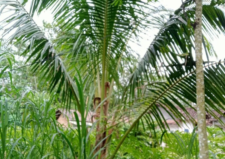 Kebun kelapa Hibrida di Desa Bubakan, Kecamatan Tulakan. 
