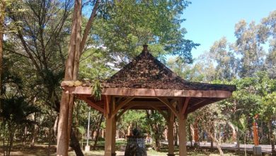 Atap gasebo yang nampak kotor banyak ranting kering namun belum dibersihkan.