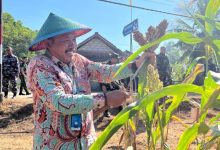 Staf Ahli Bupati Pacitan Bidang Pembangunan, Perekonomian dan Keuangan, Prayitno saat panen raya sorgum.