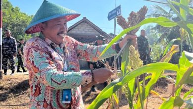 Staf Ahli Bupati Pacitan Bidang Pembangunan, Perekonomian dan Keuangan, Prayitno saat panen raya sorgum.