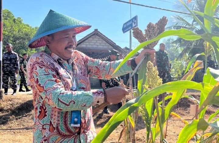 Staf Ahli Bupati Pacitan Bidang Pembangunan, Perekonomian dan Keuangan, Prayitno saat panen raya sorgum.
